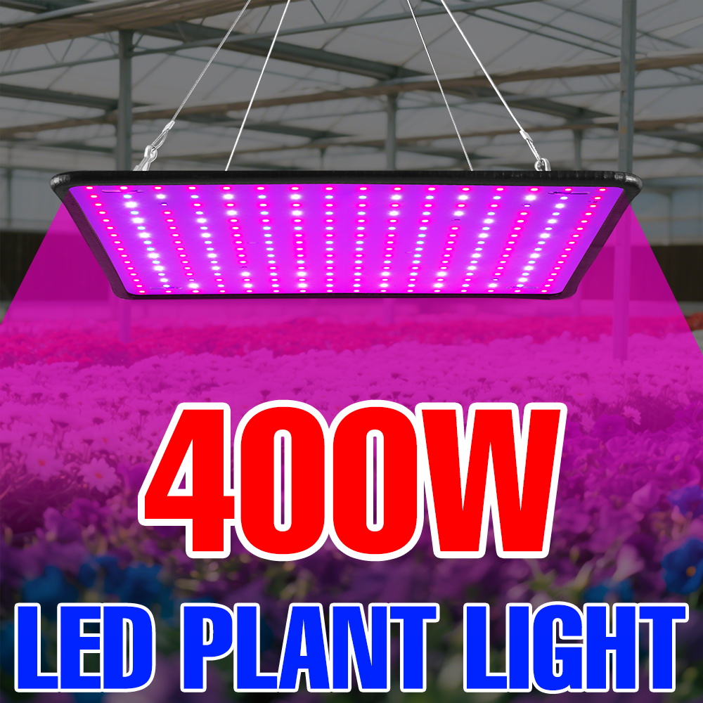 Echeveria Succulent - Luz LED de cultivo de 400W,