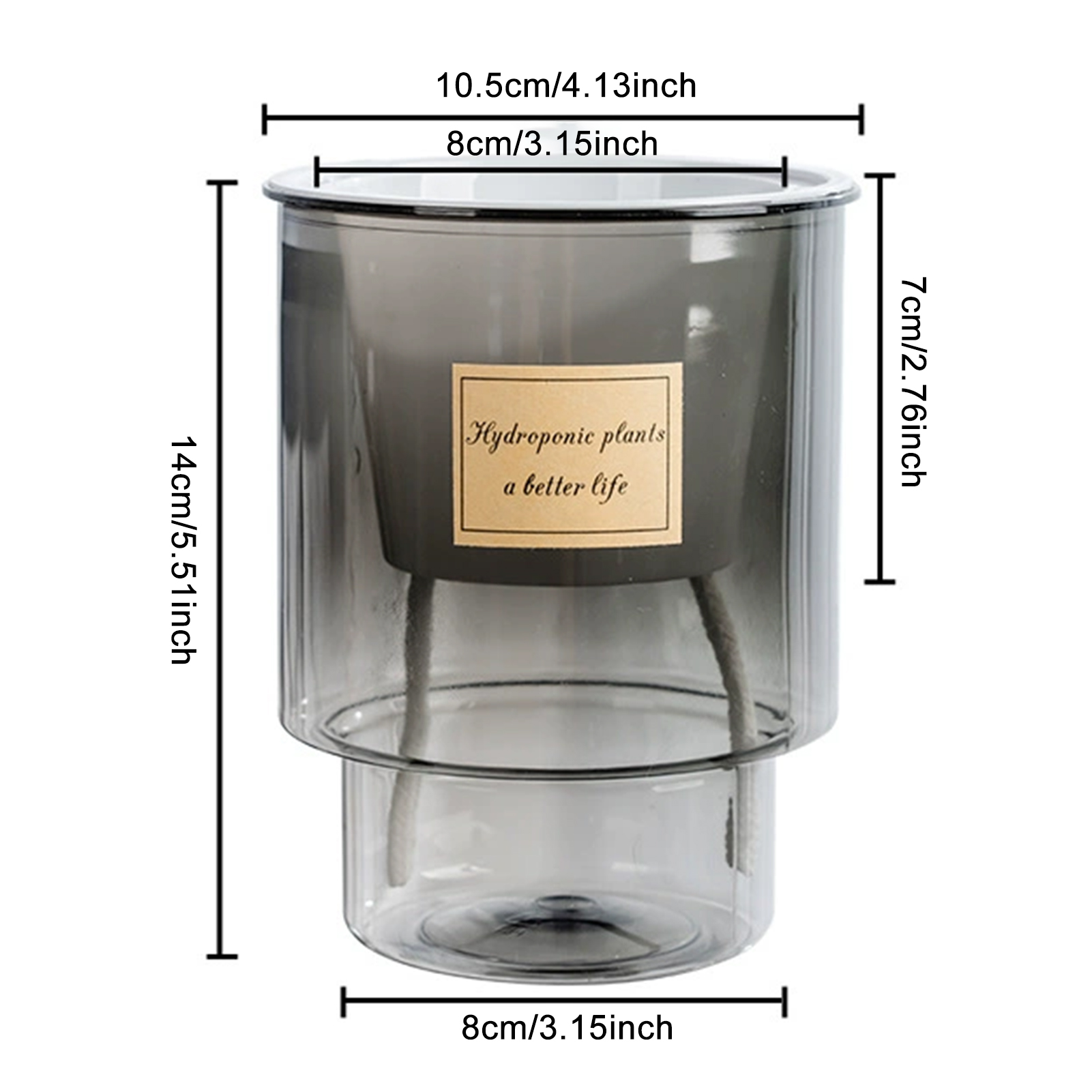 Maceta Transparente con Absorc - Echeveria Succulent reseña y precio