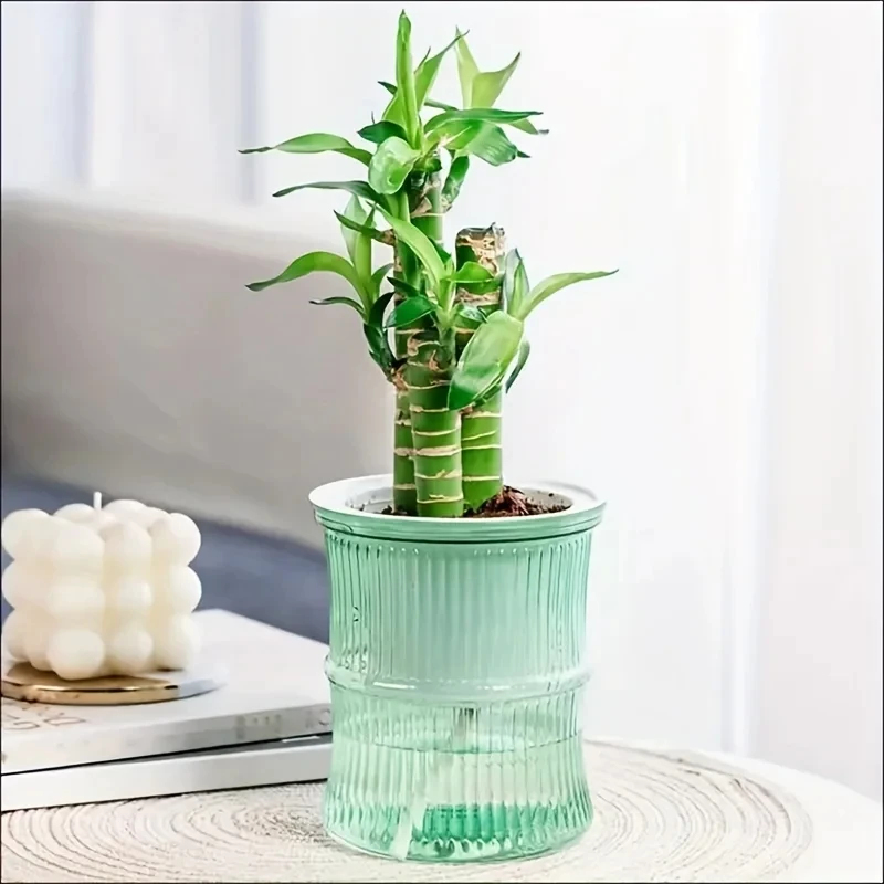 Maceta Transparente de Doble C - Aloe Vera Pot reseña y precio