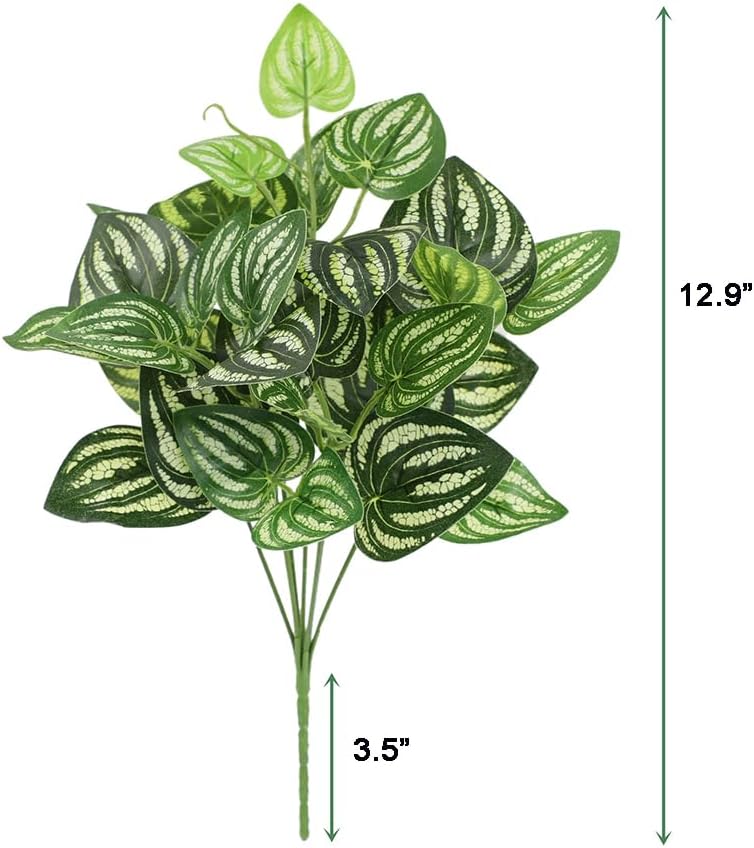 5 uds sandía Peperomia planta  - Peperomia Watermelon reseña y precio