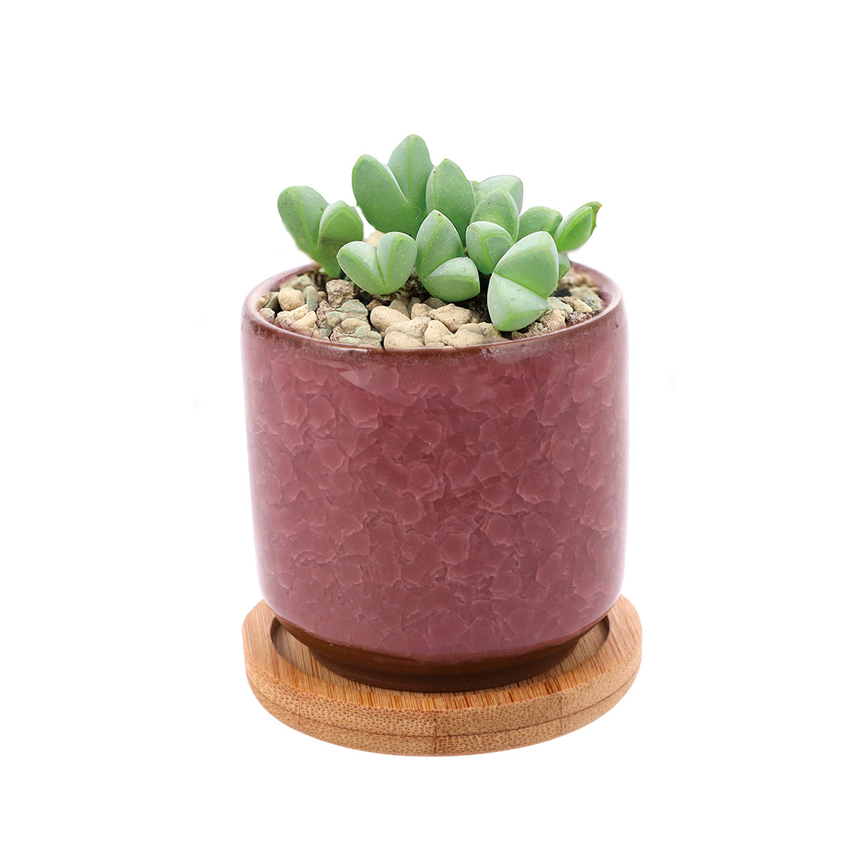 Mini Macetas de Cerámica con A - Aloe Vera Pot reseña y precio